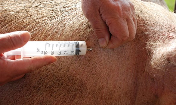 Subcutaneous Injection of a pig